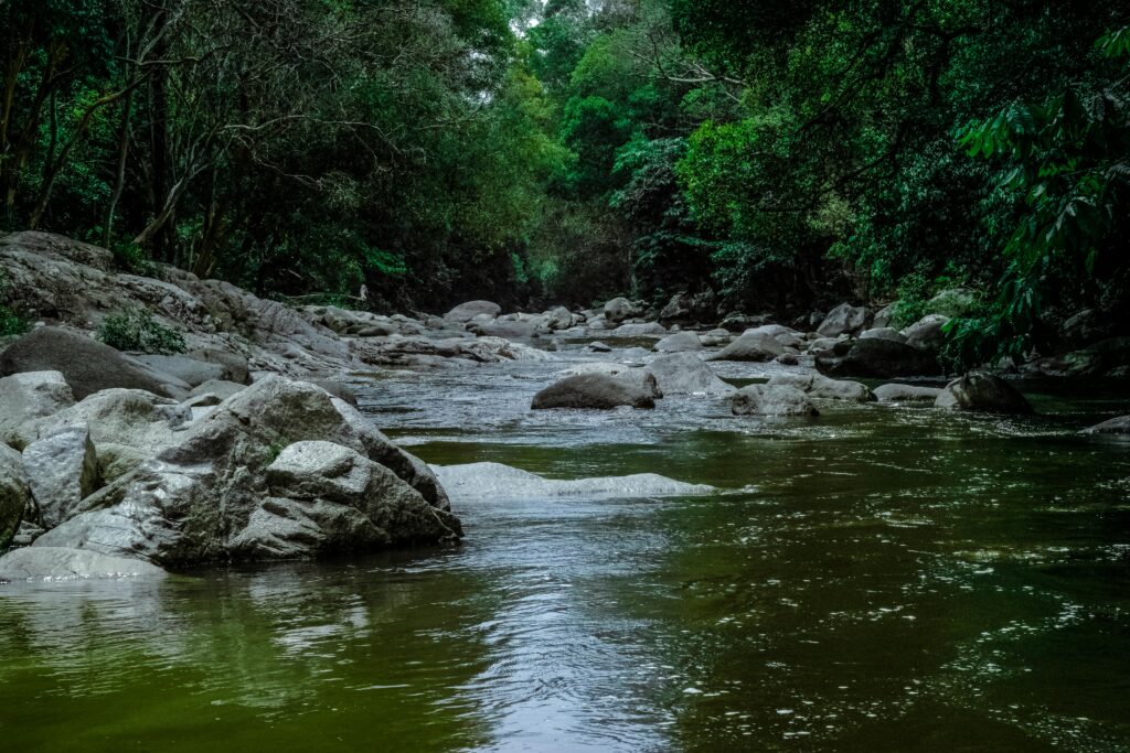 Wide forest stream full of large boulder sized rocks, surrounded by dense green trees, with water flowing gently through rocks. 